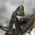 Mantis 2